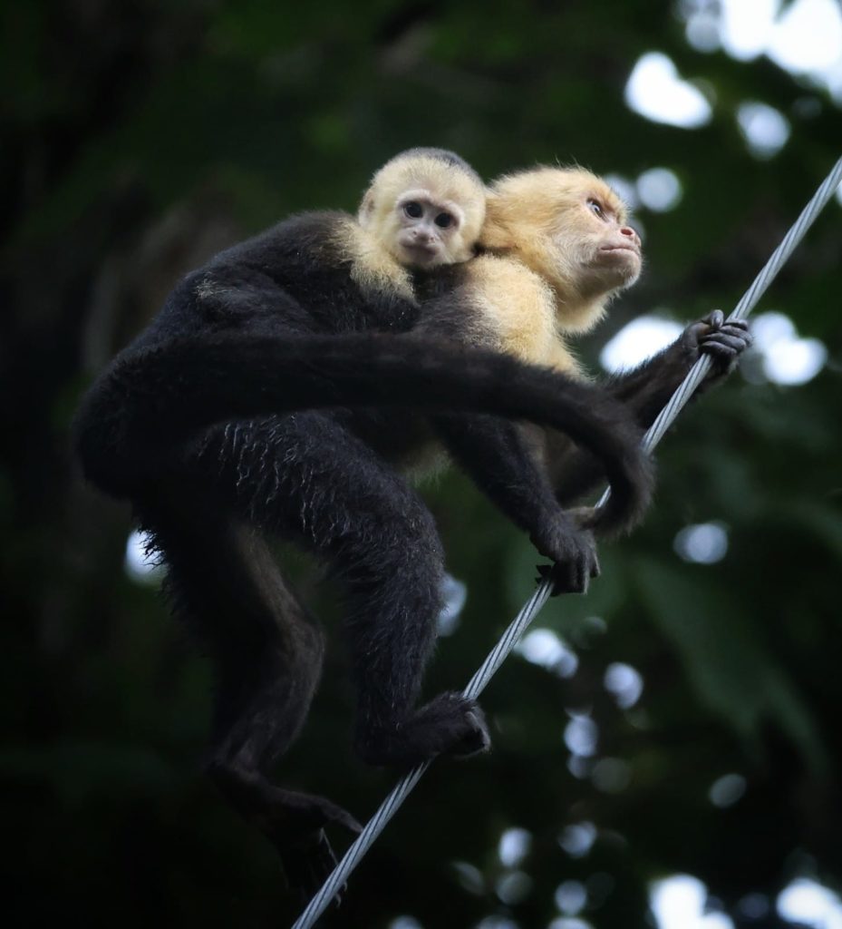 593cf362-a576-44b3-ac7a-19a93f41307c